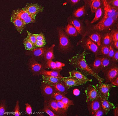 Immunocytochemistry/ Immunofluorescence - Anti-Epac1 antibody (AB21236)