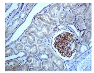 Immunohistochemistry (Formalin/PFA-fixed paraffin-embedded sections) - Anti-Epac1 antibody [EPR1672] (AB109415)