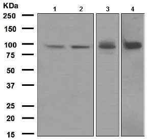 Western blot - Anti-Epac1 antibody [EPR1672] (AB109415)