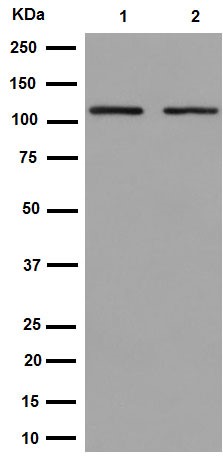 Western blot - Anti-Epac2 antibody [EPR15246] (AB193665)