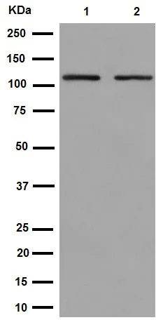 Western blot - Anti-Epac2 antibody [EPR15246] - BSA and Azide free (AB251174)