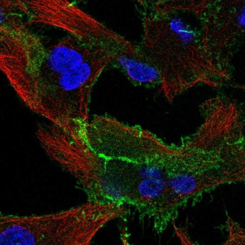 Immunocytochemistry/ Immunofluorescence - Anti-EPB41L1 antibody (ab244499), expandable thumbnail