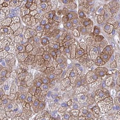 Immunohistochemistry (Formalin/PFA-fixed paraffin-embedded sections) - Anti-EPB41L1 antibody (AB244499), expandable thumbnail