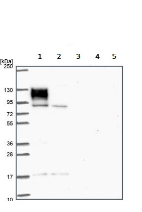 Western blot - Anti-EPB41L1 antibody (AB244499), expandable thumbnail