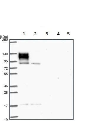 Western blot - Anti-EPB41L1 antibody (AB244499)
