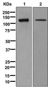 Western blot - Anti-EPB41L1 antibody [EPR11090] - BSA and Azide free (AB250096)