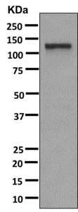 Western blot - Anti-EPB41L1 antibody [EPR11091] - BSA and Azide free (AB250115)