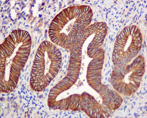 Immunohistochemistry (Formalin/PFA-fixed paraffin-embedded sections) - Anti-EPB41L2 antibody [EPR8873(2)] (AB175928)