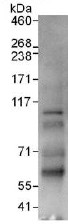 Immunoprecipitation - Anti-EPC1 antibody (AB112043), expandable thumbnail