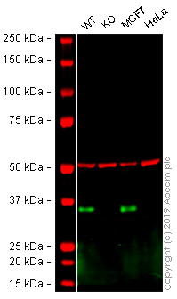 Western blot - Anti-EpCAM antibody [4A7] - C-terminal (AB224826), expandable thumbnail