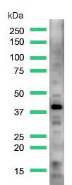 Western blot - Anti-EpCAM antibody [4A7] - C-terminal (AB224826), expandable thumbnail