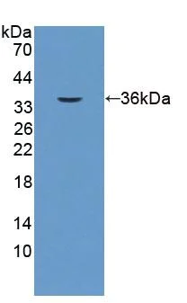 Western blot - Anti-EpCAM antibody (AB231223)