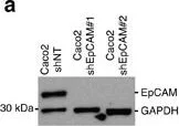 Western blot - Anti-EpCAM antibody (AB71916)