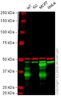 Western blot - Anti-EpCAM antibody [Cocktail EGP40/826/837/1110/1120] (AB216136), expandable thumbnail