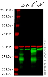 Western blot - Anti-EpCAM antibody [Cocktail EGP40/826/837/1110/1120] (AB216136)