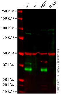 Western blot - Anti-EpCAM antibody [E144] - BSA and Azide free (AB183178)