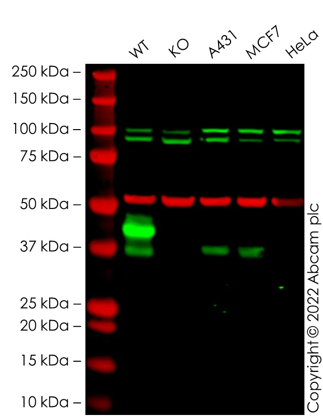 Western blot - Anti-EpCAM antibody [E144] - BSA and Azide free (AB183178)