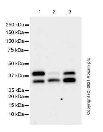 Western blot - Anti-EpCAM antibody [E144] - BSA and Azide free (AB183178)