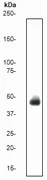 Western blot - Anti-EpCAM antibody [E144] - BSA and Azide free (AB183178)