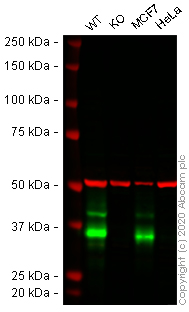 Western blot - Anti-EpCAM antibody [EGP40/1372] (AB218448), expandable thumbnail
