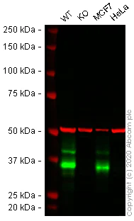 Western blot - Anti-EpCAM antibody [EGP40/1372] (AB218448)