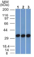 Western blot - Anti-EpCAM antibody [EGP40/1372] - BSA and Azide free (AB218908)
