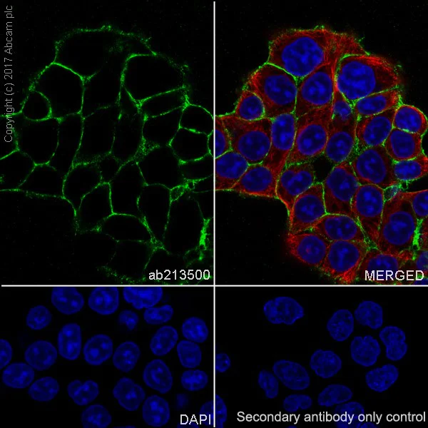 Immunocytochemistry/ Immunofluorescence - Anti-EpCAM antibody [EPR20532-222] (AB213500)