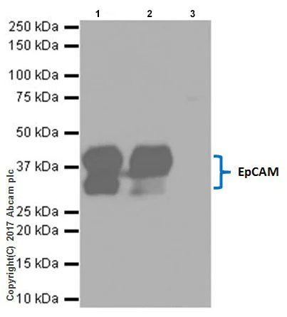 Immunoprecipitation - Anti-EpCAM antibody [EPR20532-222] (AB213500)
