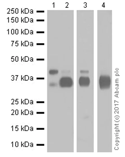 Western blot - Anti-EpCAM antibody [EPR20532-222] (AB213500)