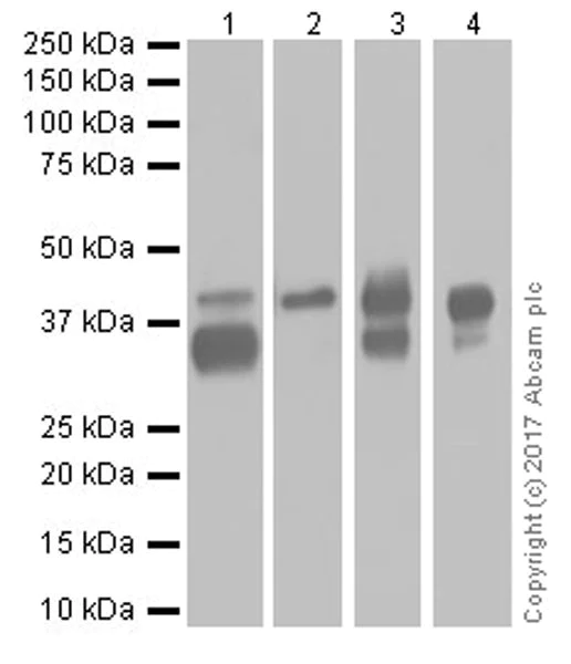 Western blot - Anti-EpCAM antibody [EPR20532-222] (AB213500)