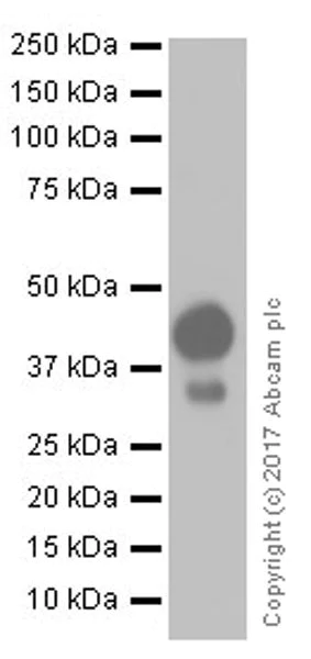 Western blot - Anti-EpCAM antibody [EPR20532-222] (AB213500)