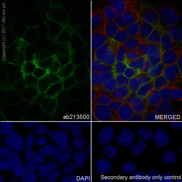 Immunocytochemistry/ Immunofluorescence - Anti-EpCAM antibody [EPR20532-222] - BSA and Azide free (AB232539)