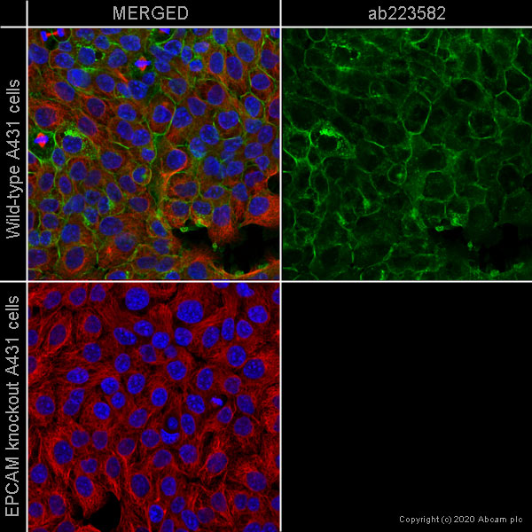 Immunocytochemistry/ Immunofluorescence - Anti-EpCAM antibody [EPR20532-225] (ab223582), expandable thumbnail
