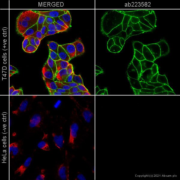 Immunocytochemistry/ Immunofluorescence - Anti-EpCAM antibody [EPR20532-225] (ab223582), expandable thumbnail