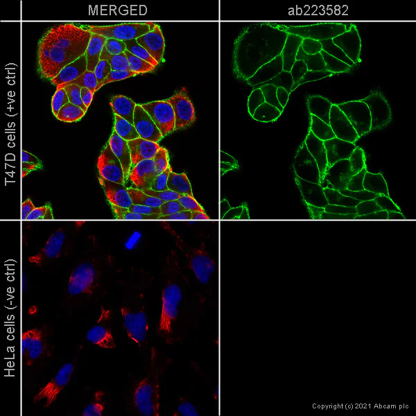 Immunocytochemistry/ Immunofluorescence - Anti-EpCAM antibody [EPR20532-225] (AB223582)