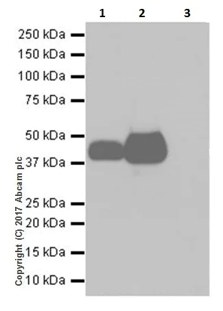 Immunoprecipitation - Anti-EpCAM antibody [EPR20532-225] (AB223582)