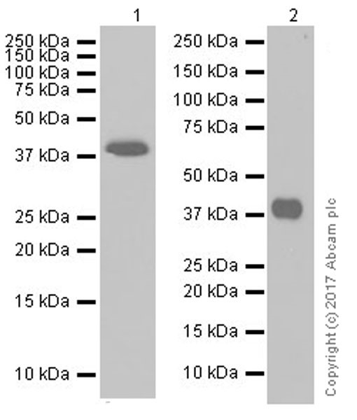 Western blot - Anti-EpCAM antibody [EPR20532-225] (ab223582), expandable thumbnail