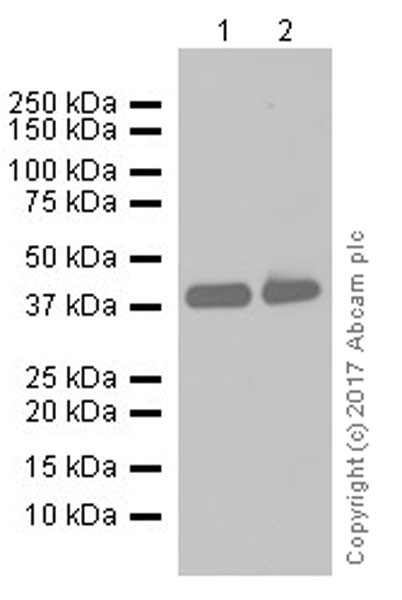 Western blot - Anti-EpCAM antibody [EPR20532-225] (AB223582), expandable thumbnail