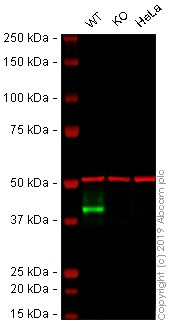 Western blot - Anti-EpCAM antibody [EPR20532-225] (AB223582), expandable thumbnail