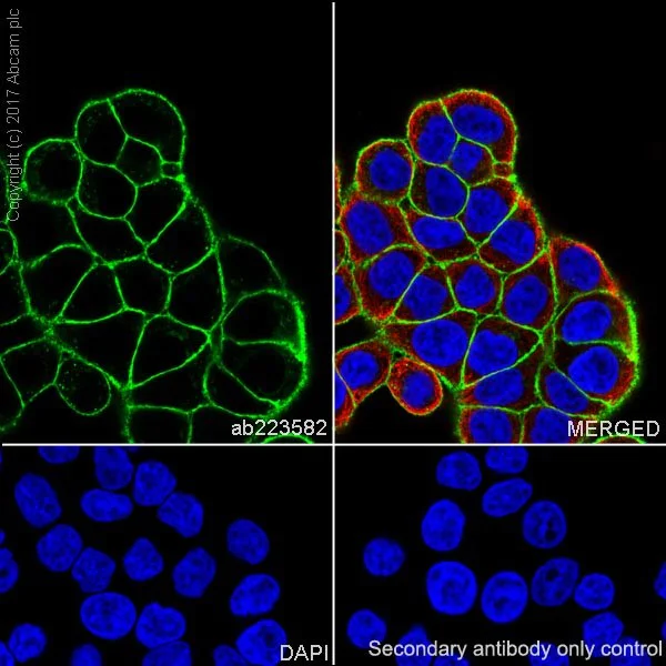 Immunocytochemistry/ Immunofluorescence - Anti-EpCAM antibody [EPR20532-225] - BSA and Azide free (AB225894)