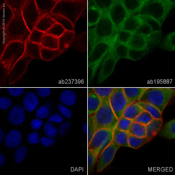 Immunocytochemistry/ Immunofluorescence - Anti-EpCAM antibody [EPR20532-225] - BSA and Azide free (AB225894)