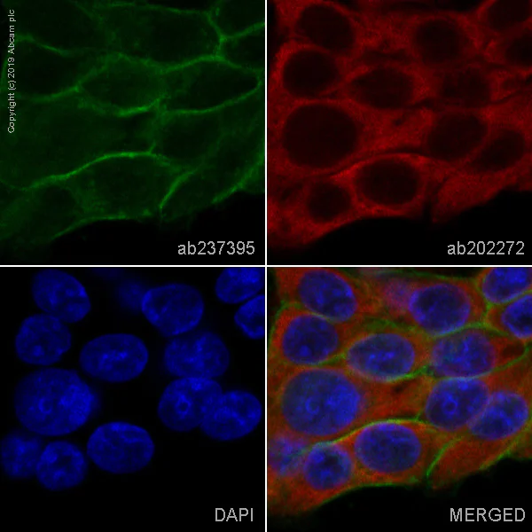 Immunocytochemistry/ Immunofluorescence - Anti-EpCAM antibody [EPR20532-225] - BSA and Azide free (AB225894)