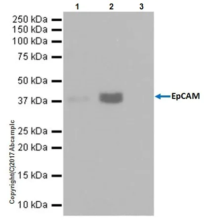 Immunoprecipitation - Anti-EpCAM antibody [EPR20533-266] (AB213501)