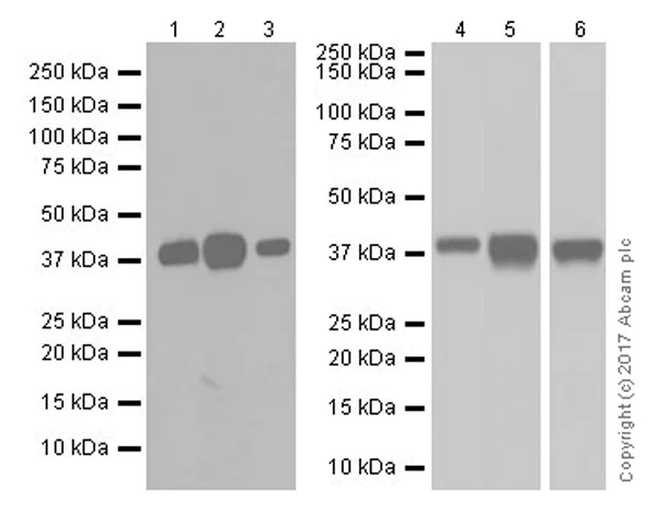 Western blot - Anti-EpCAM antibody [EPR20533-266] (AB213501)