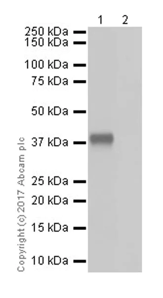 Western blot - Anti-EpCAM antibody [EPR20533-266] (AB213501)