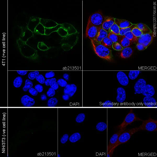 Immunocytochemistry/ Immunofluorescence - Anti-EpCAM antibody [EPR20533-266] - BSA and Azide free (AB232437)