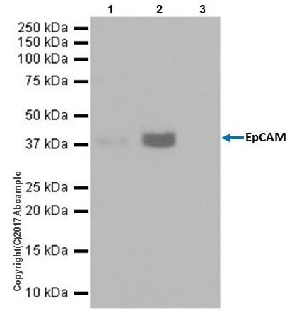 Immunoprecipitation - Anti-EpCAM antibody [EPR20533-266] - BSA and Azide free (AB232437), expandable thumbnail