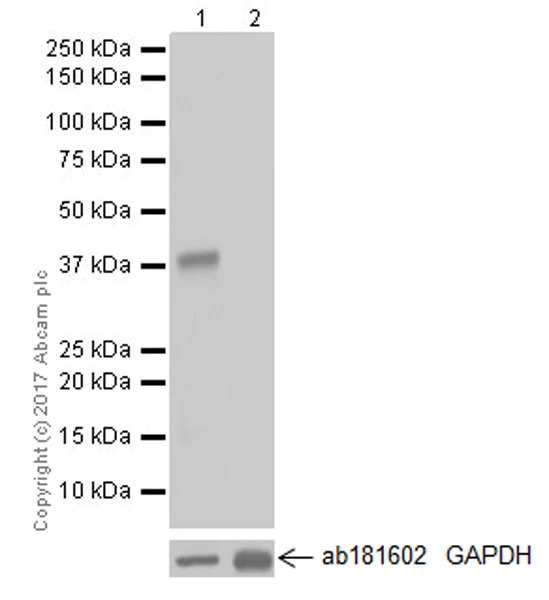 Western blot - Anti-EpCAM antibody [EPR20533-63] (AB221552)