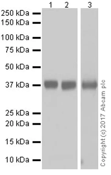Western blot - Anti-EpCAM antibody [EPR20533-63] (AB221552)