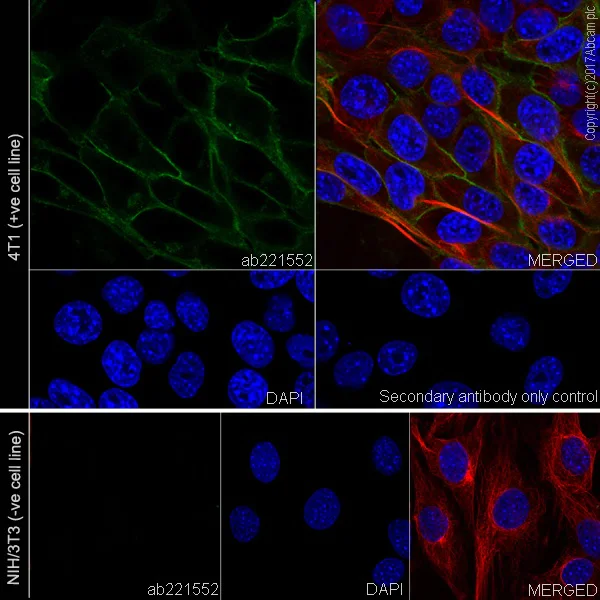 Immunocytochemistry/ Immunofluorescence - Anti-EpCAM antibody [EPR20533-63] - BSA and Azide free (AB228876)